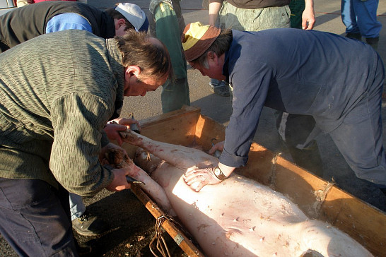 Zabíjačka se vším všudy