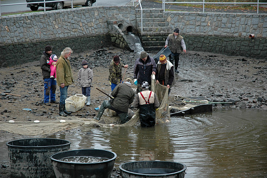 Výlov rybníčku v Mladém Smolivci 27. 10. 2018