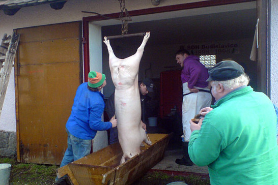 Vepřové hody v Budislavicích